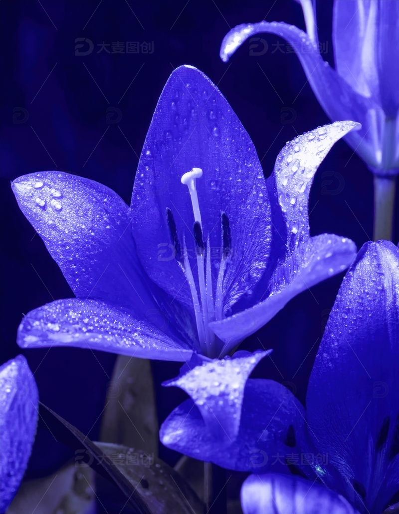 高清大图下载【趣麦麦图】带水珠的蓝色花朵特写1