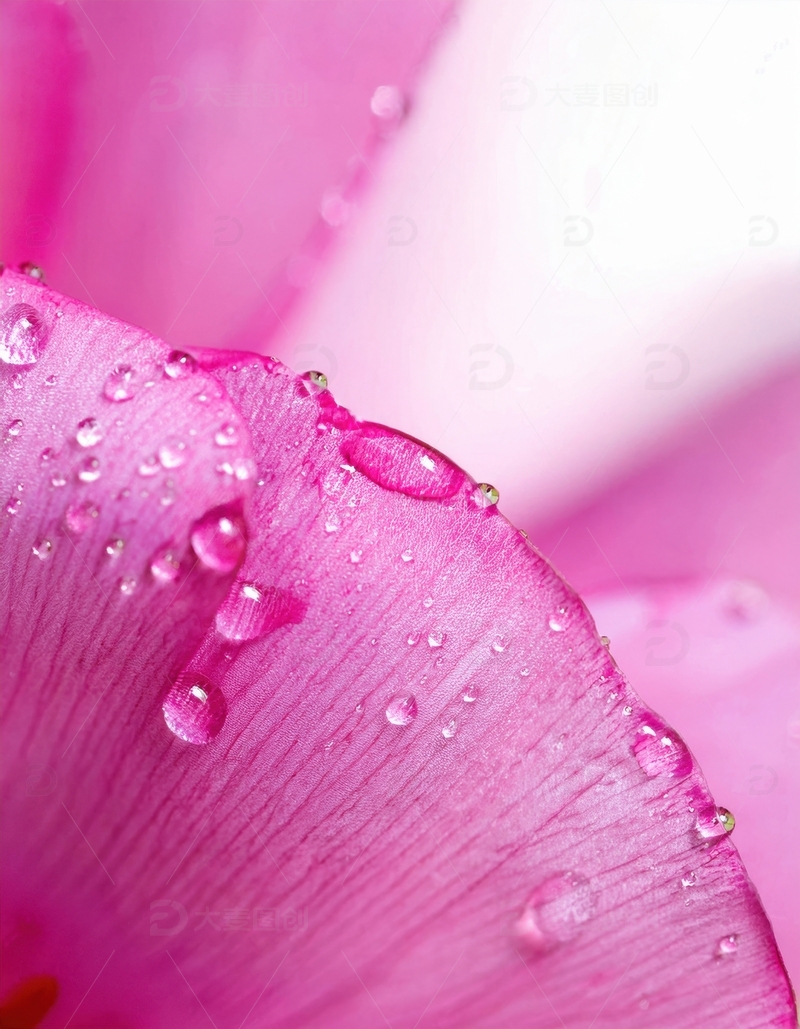 高清大图下载【趣麦麦图】带水珠的粉色花瓣细节