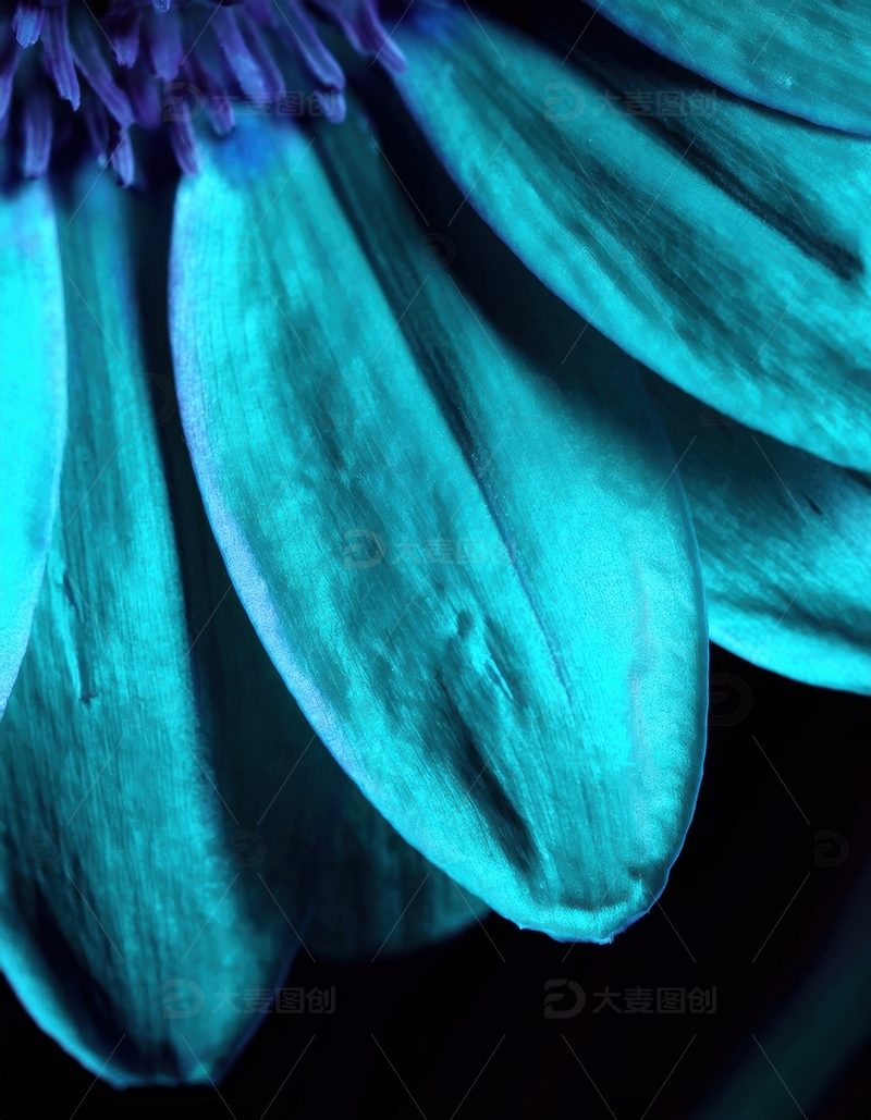 高清大图下载【趣麦麦图】蓝绿色花瓣的纹理特写
