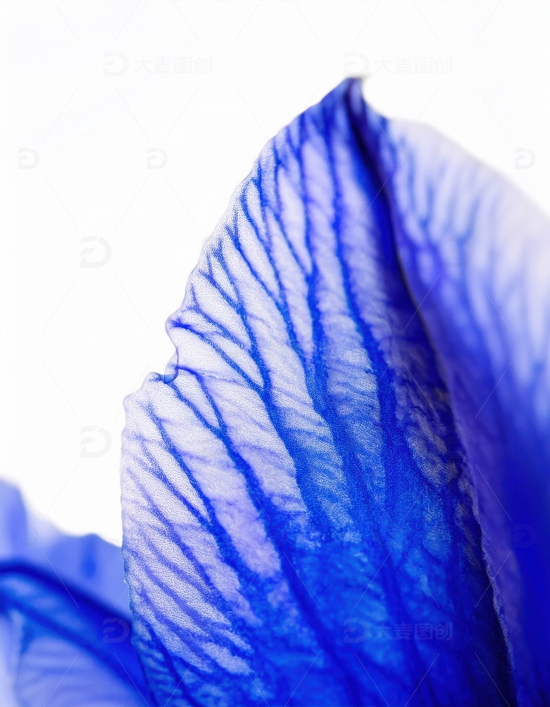 高清大图下载【趣麦麦图】蓝色花瓣的脉络展示