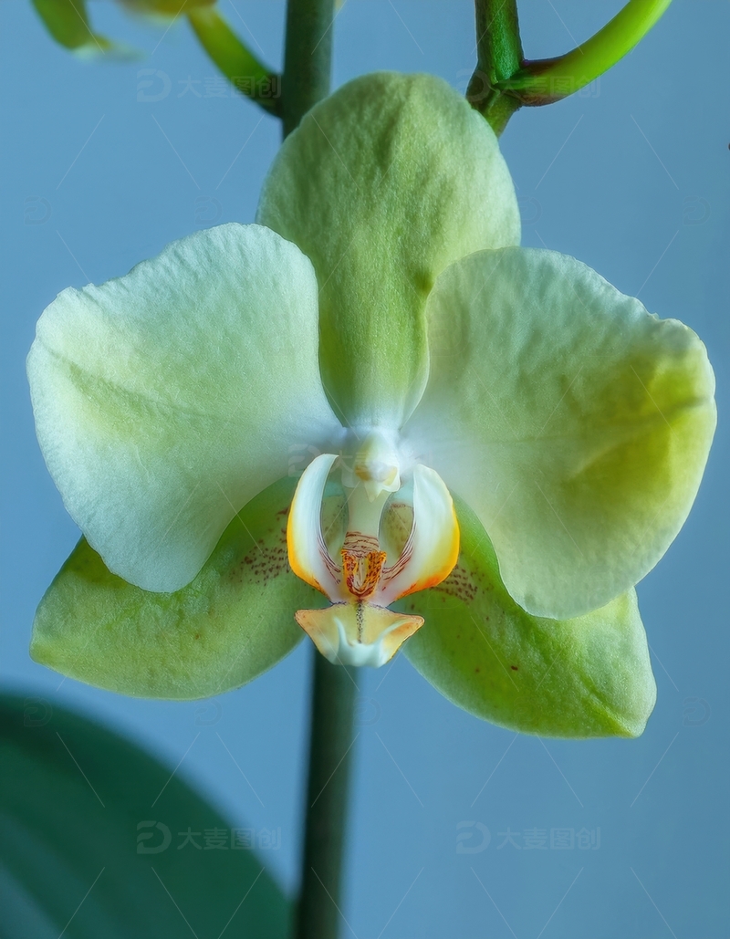 高清大图下载【趣麦麦图】淡绿色兰花的精致特写