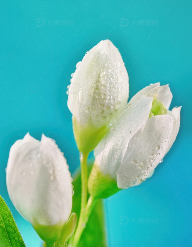 高清大图下载【趣麦麦图】覆水珠的白色花蕾景致