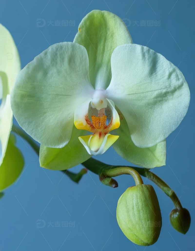 高清大图下载【趣麦麦图】淡绿色兰花的清新模样