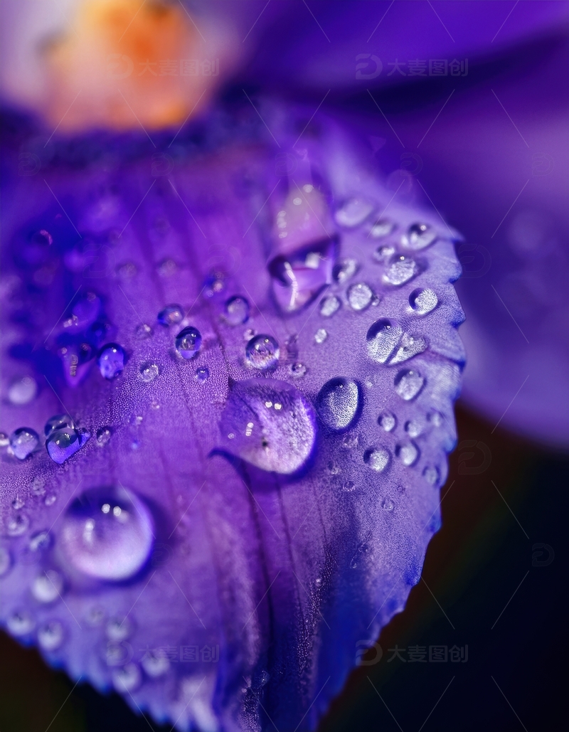 高清大图下载【趣麦麦图】紫花瓣上的水珠特写