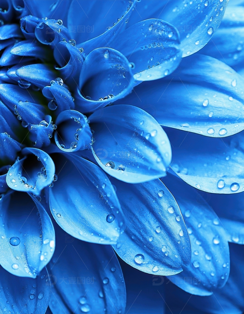 高清大图下载【趣麦麦图】蓝色花瓣水珠纹理近景