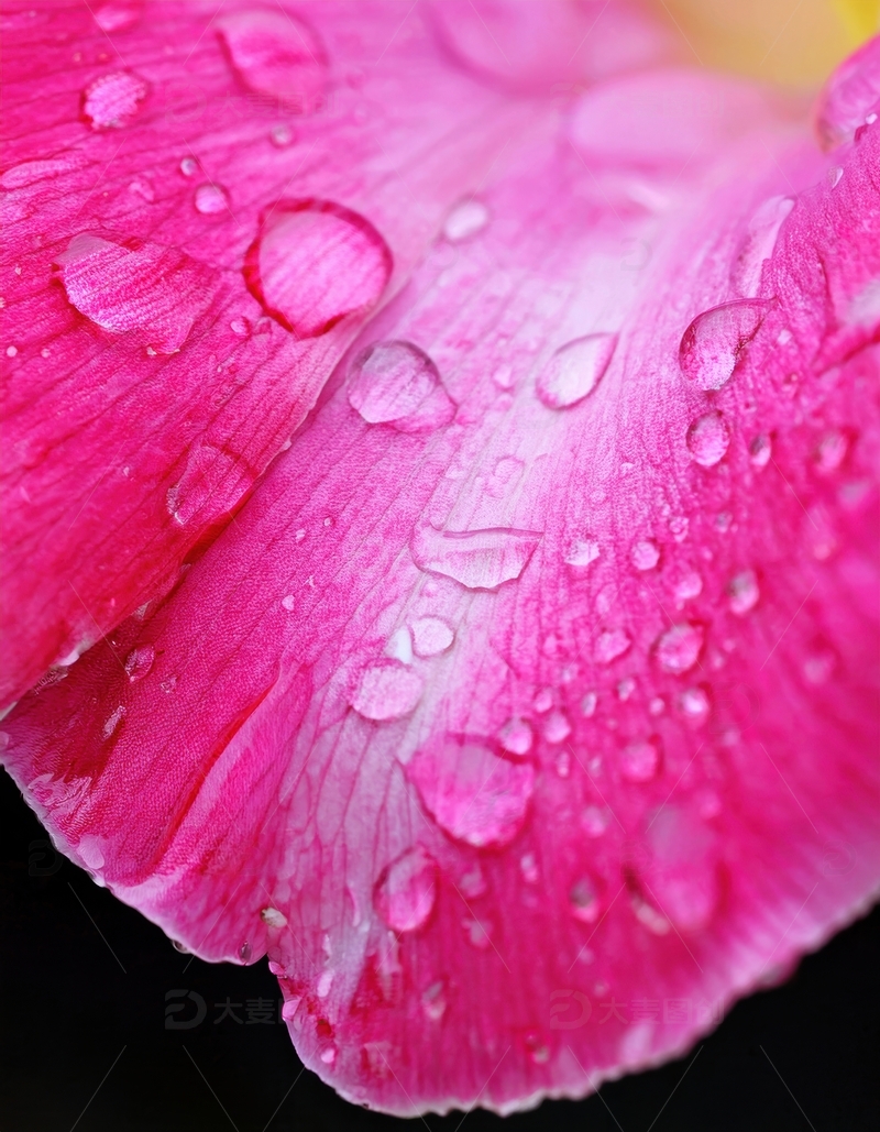 高清大图下载【趣麦麦图】带水珠的蓝色花瓣近景1