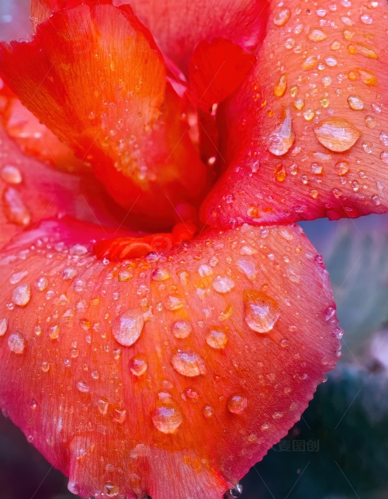 高清大图下载【趣麦麦图】橙红色花瓣水珠特写