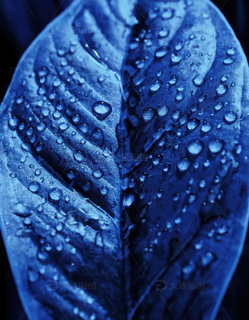 高清大图下载【趣麦麦图】带水珠的蓝色叶片特写
