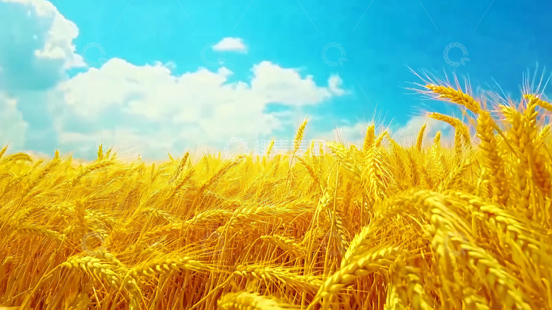 高清大图下载【趣麦麦图】金黄麦田蓝天白云