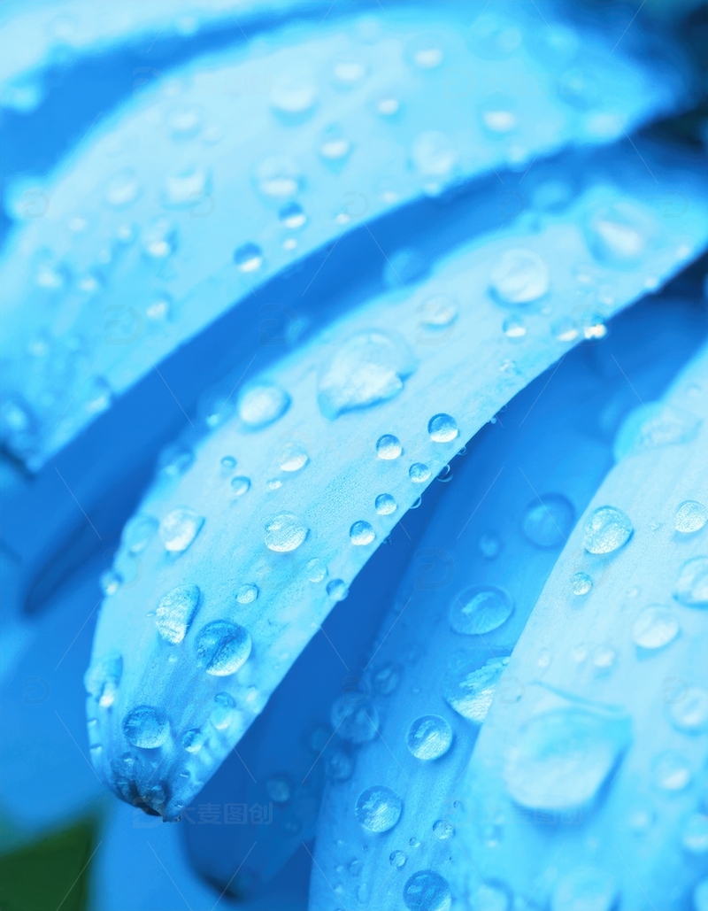 高清大图下载【趣麦麦图】带水珠的蓝色花瓣景致