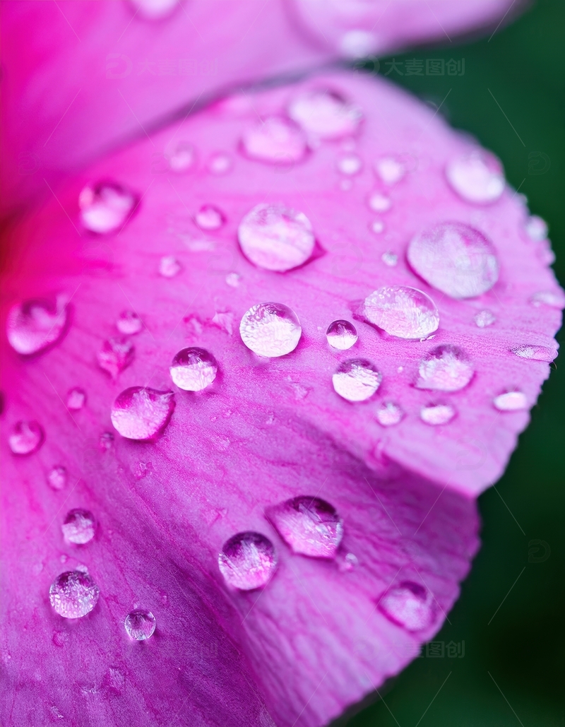 高清大图下载【趣麦麦图】带水珠的粉色花瓣景致