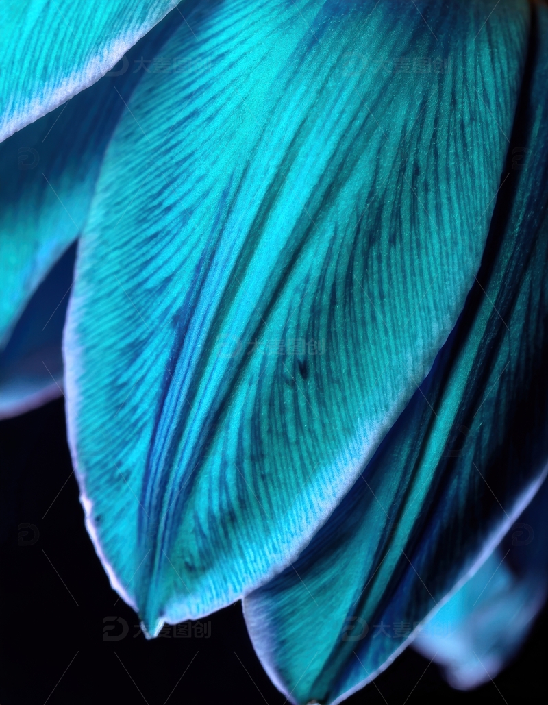 高清大图下载【趣麦麦图】蓝绿色花瓣的脉络展示