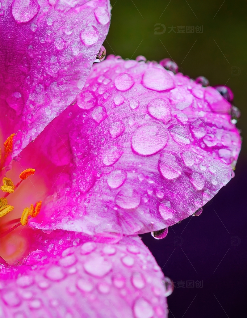 高清大图下载【趣麦麦图】带水珠的粉色花瓣特写1