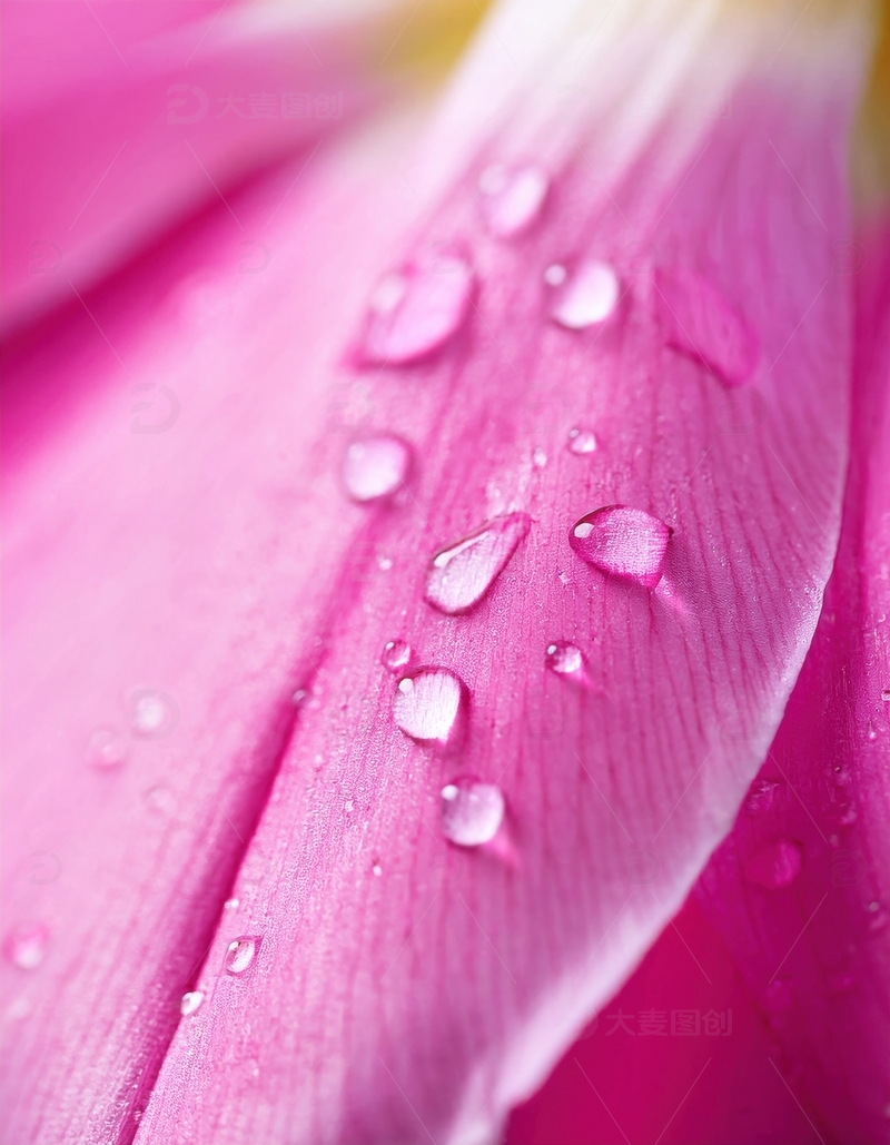 高清大图下载【趣麦麦图】粉色花瓣水珠排列