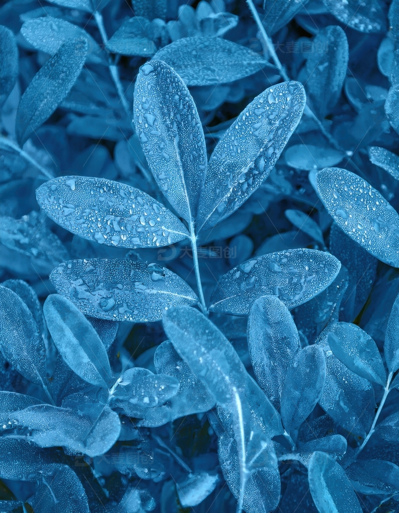 高清大图下载【趣麦麦图】覆水珠的蓝色叶片景致