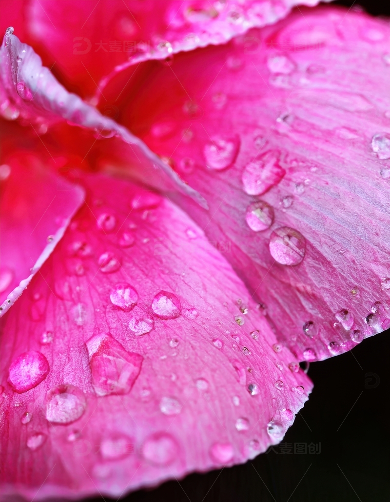 高清大图下载【趣麦麦图】粉色花瓣水珠特写镜头