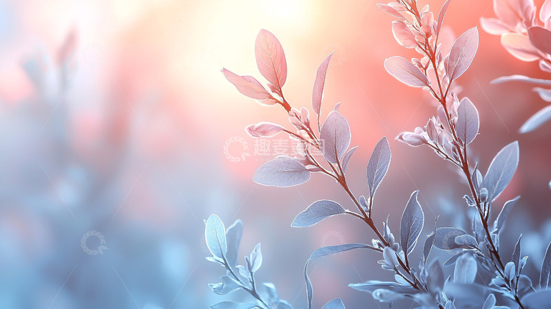 高清大图下载【趣麦麦图】温柔的枝叶晨光