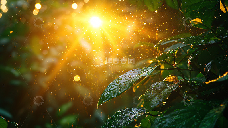 高清大图下载【趣麦麦图】阳光雨露绿叶