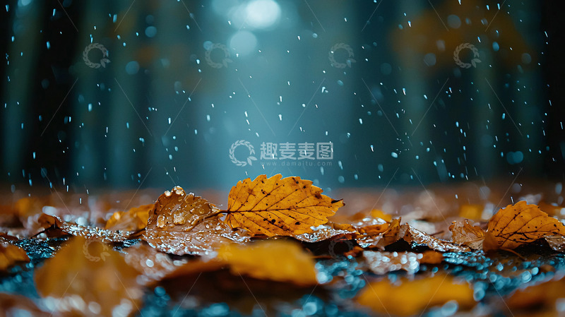 高清大图下载【趣麦麦图】雨中落叶