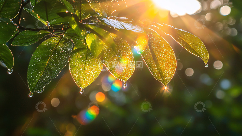 高清大图下载【趣麦麦图】叶子上的水珠在阳光下闪耀