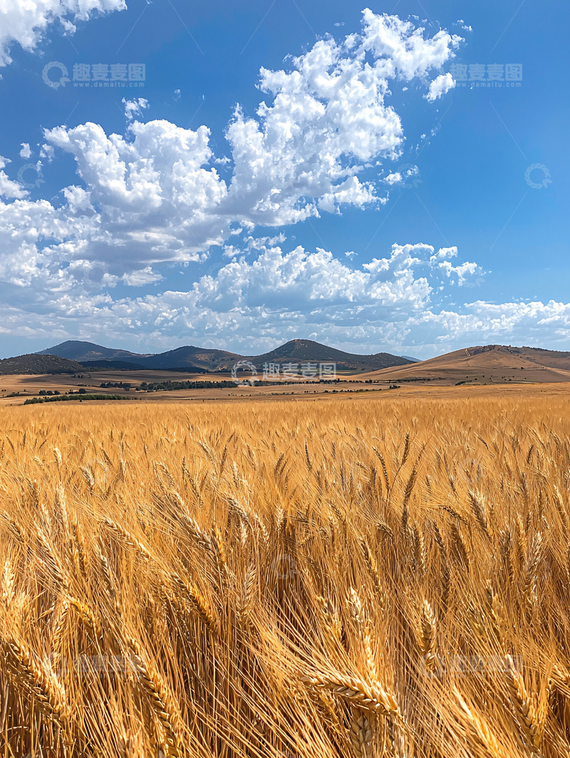 高清大图下载【趣麦麦图】金色麦田与蓝天白云