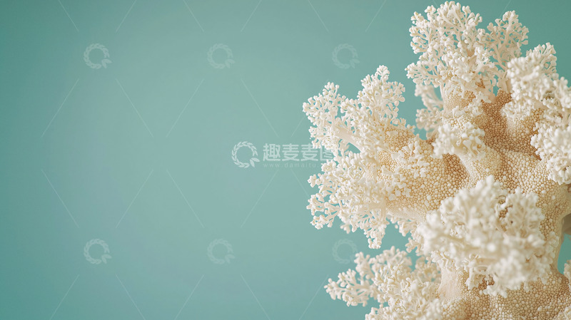 高清大图下载【趣麦麦图】浅色珊瑚特写