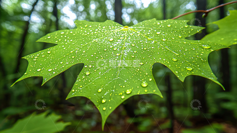 高清大图下载【趣麦麦图】雨后枫叶