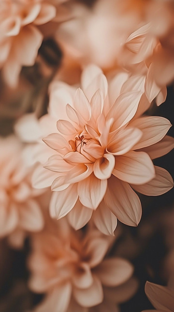 温柔淡粉色大丽花特写