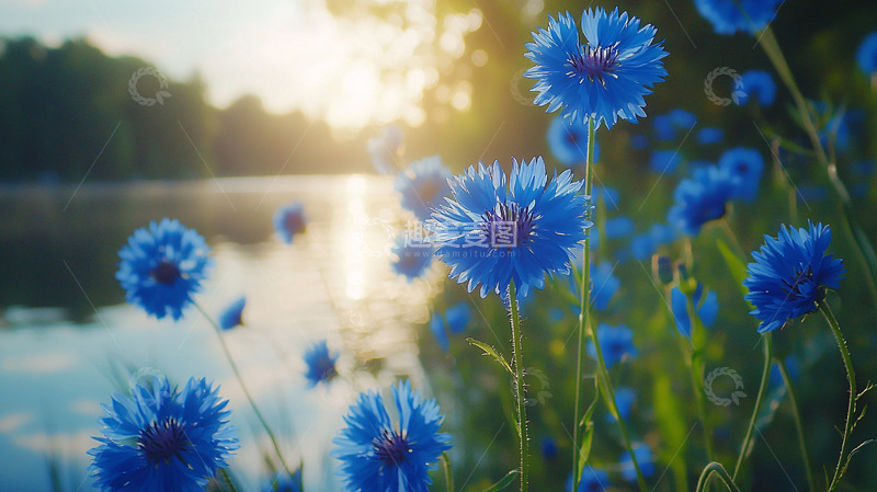 高清大图下载【趣麦麦图】蓝花