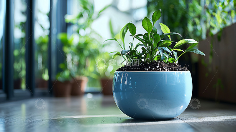 高清大图下载【趣麦麦图】室内绿植盆栽