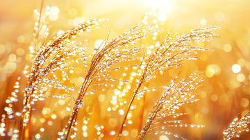 阳光下的金色草穗