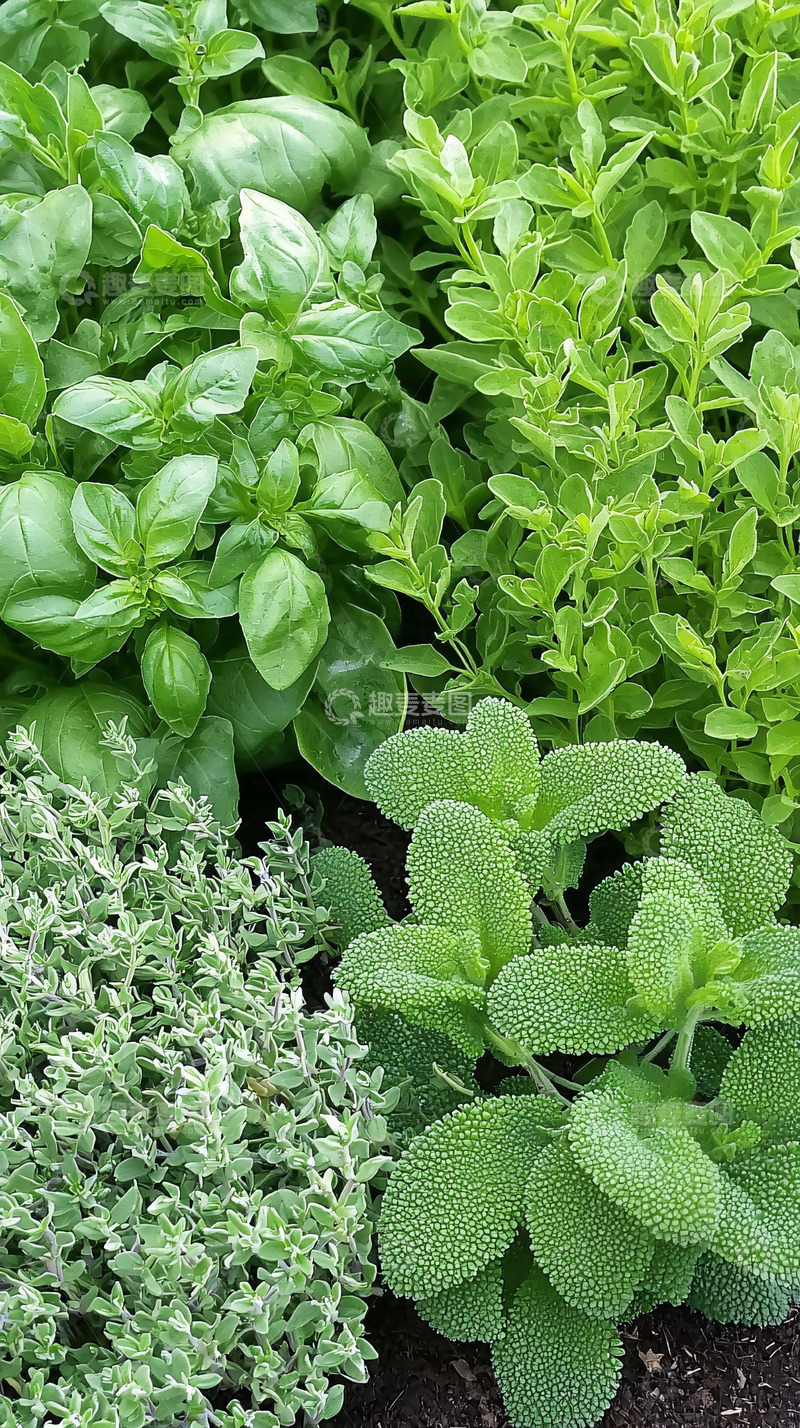 高清大图下载【趣麦麦图】绿意盎然的香草植物
