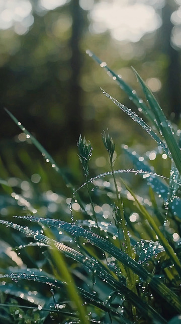 清晨露珠沾湿的青草
