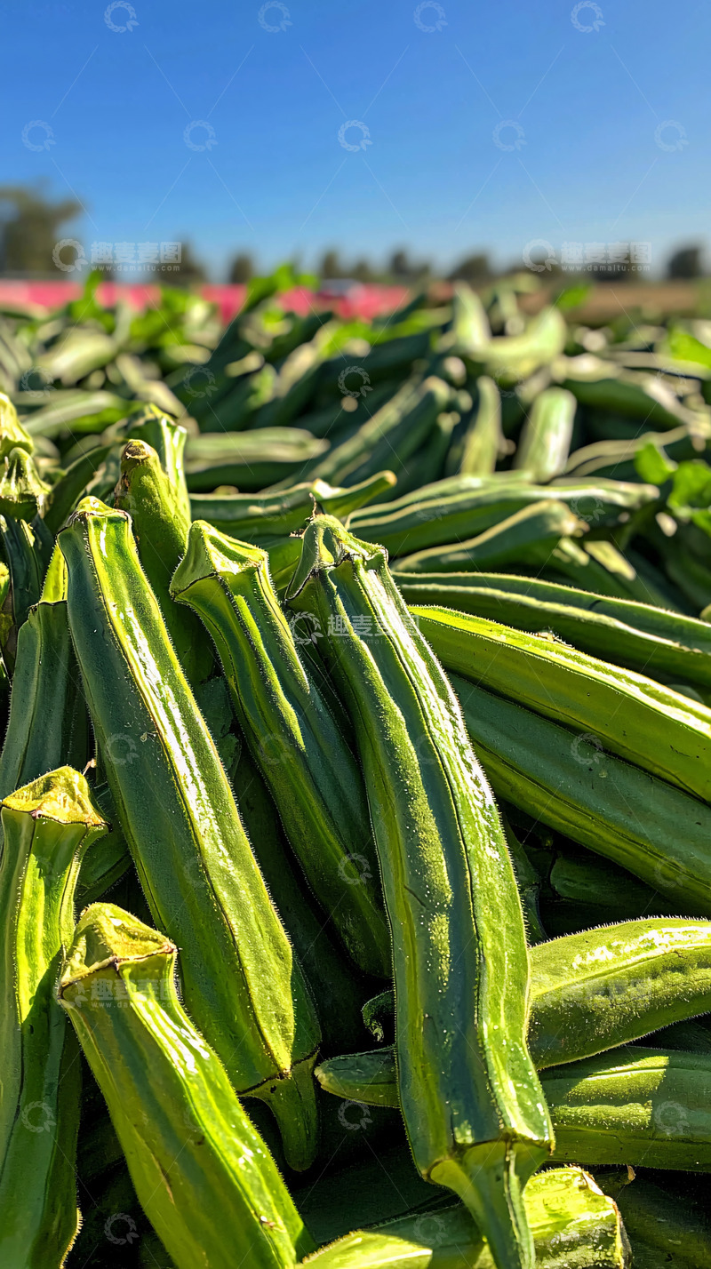 高清大图下载【趣麦麦图】新鲜采摘的秋葵堆