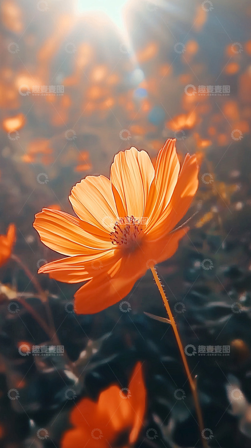 高清大图下载【趣麦麦图】阳光下的橙色波斯菊花田