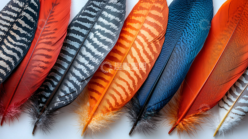 高清大图下载【趣麦麦图】彩色羽毛素材
