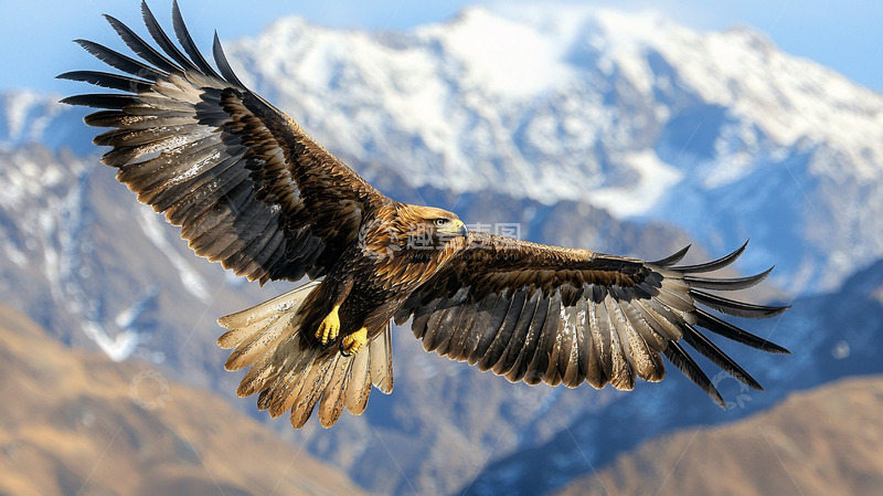 高清大图下载【趣麦麦图】金雕展翅飞翔雪山背景