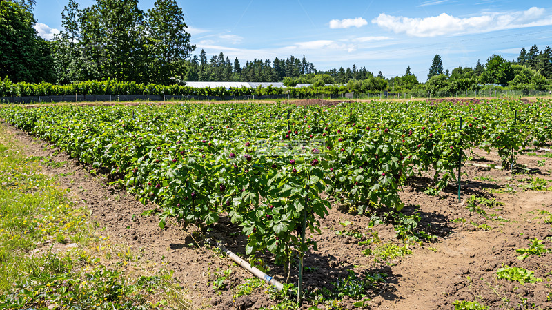 高清大图下载【趣麦麦图】阳光明媚的葡萄园