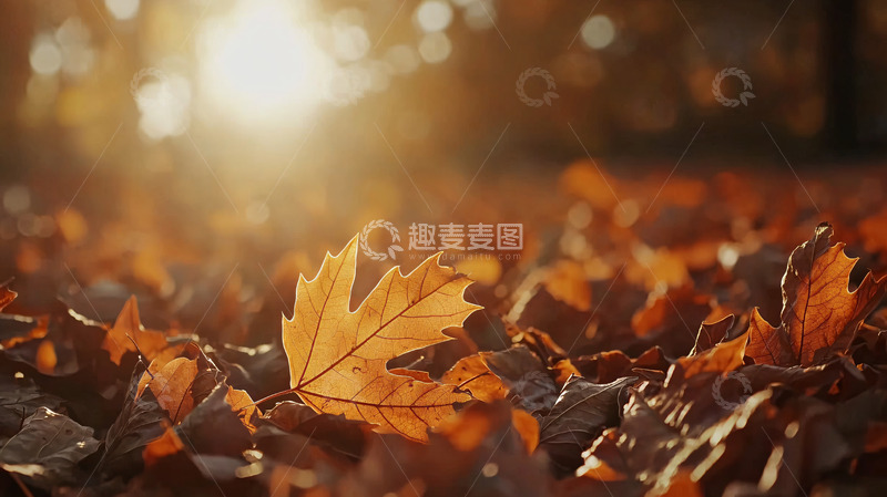 高清大图下载【趣麦麦图】秋日落叶阳光洒照
