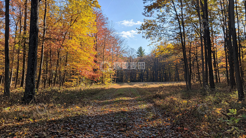 高清大图下载【趣麦麦图】秋日森林小路