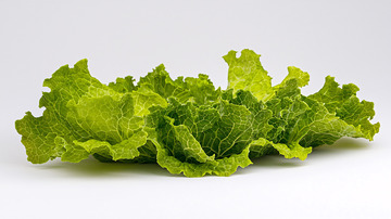 新鲜翠绿的生菜叶子