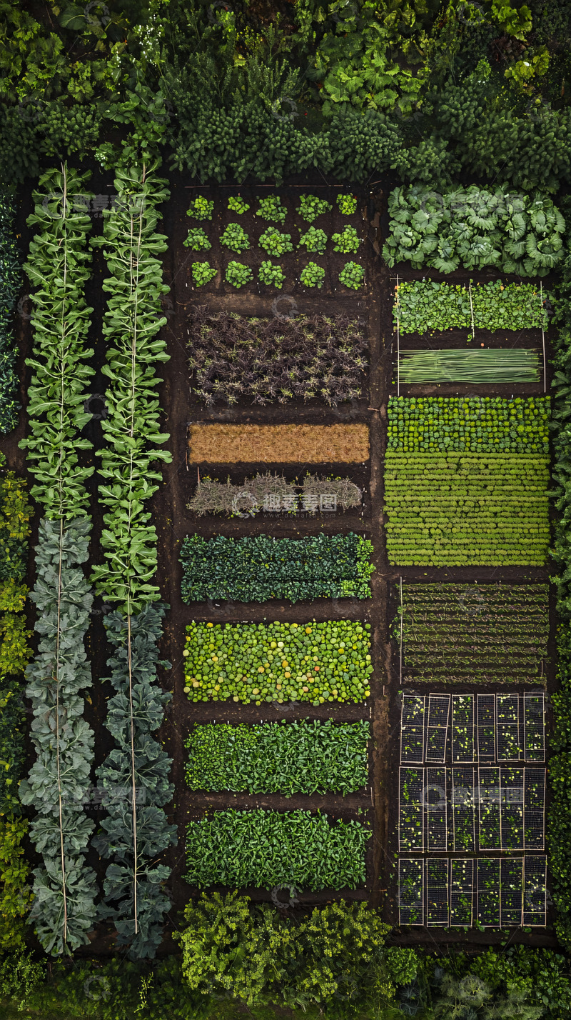 高清大图下载【趣麦麦图】俯瞰式农田蔬菜种植