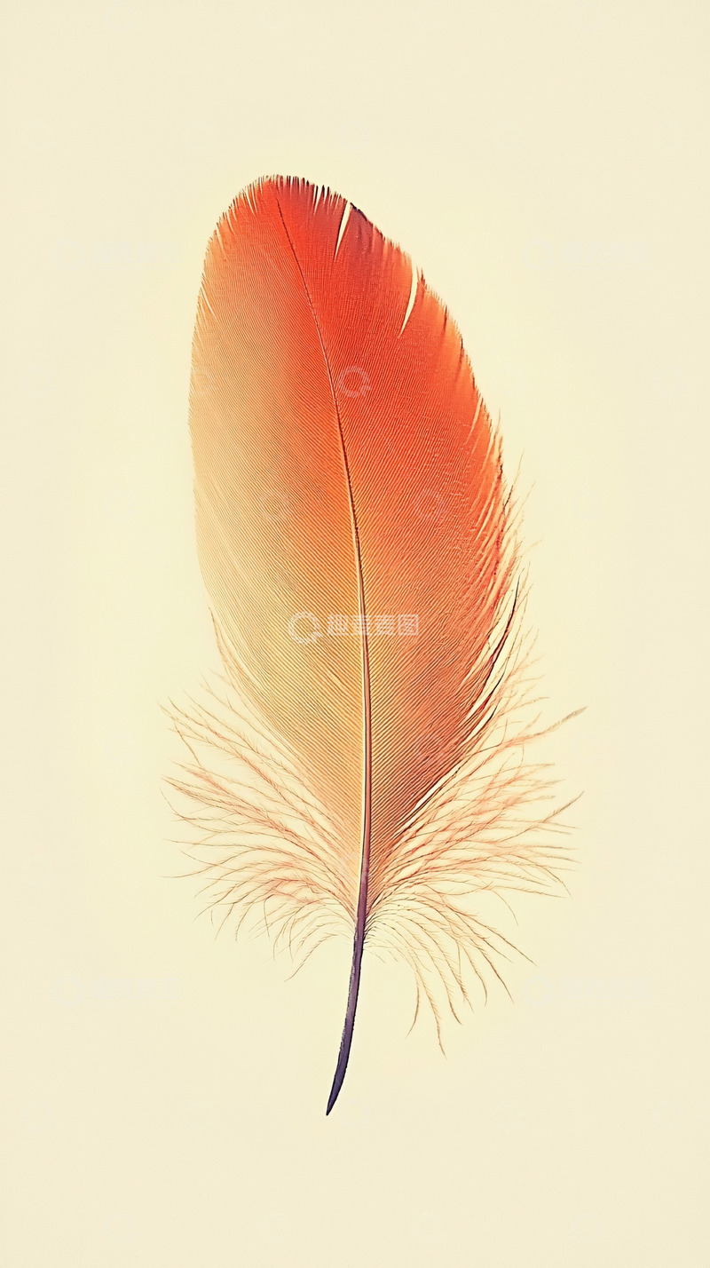 高清大图下载【趣麦麦图】单支橙色羽毛特写