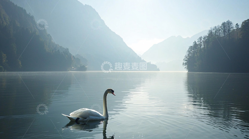 高清大图下载【趣麦麦图】宁静湖面上的优雅白鹅