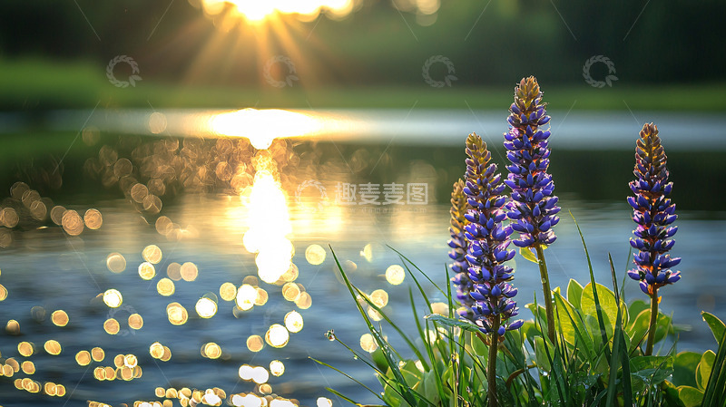 高清大图下载【趣麦麦图】夕阳湖畔紫色花朵