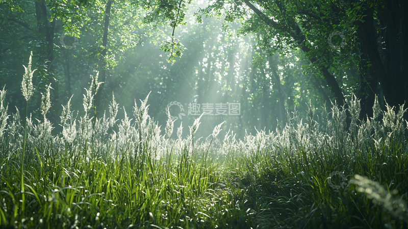高清大图下载【趣麦麦图】清晨森林光线透过树叶
