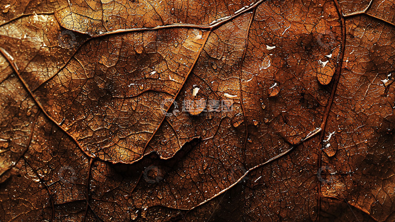 高清大图下载【趣麦麦图】枯叶纹理特写