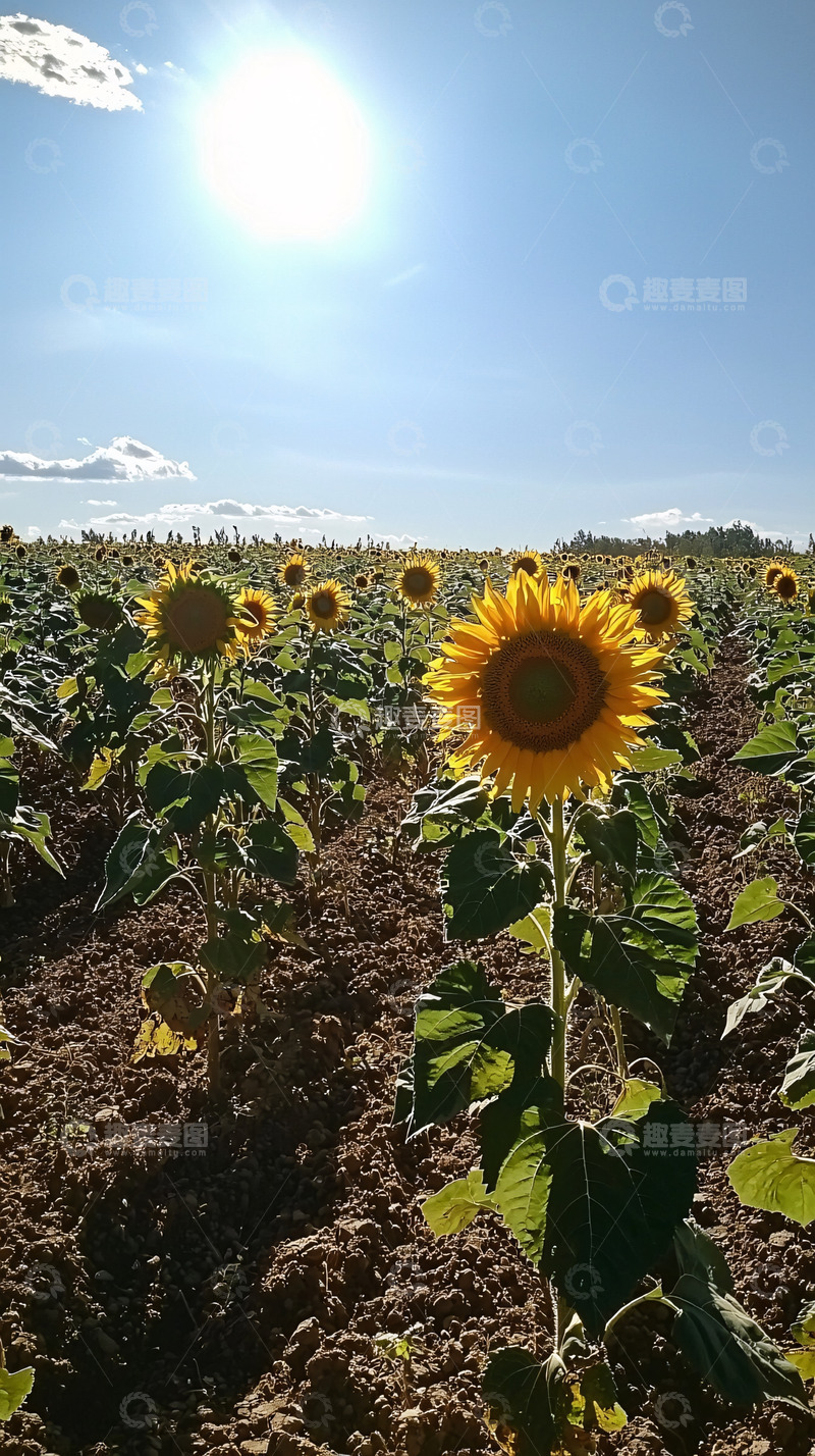 高清大图下载【趣麦麦图】向日葵田
