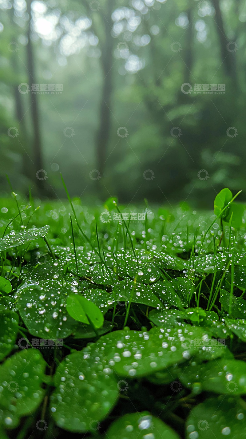 高清大图下载【趣麦麦图】绿色植物上的水滴