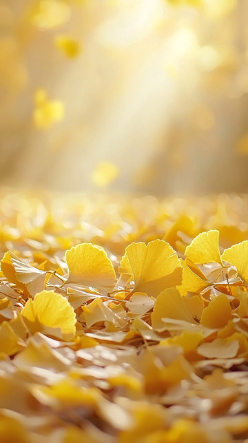 阳光下金黄的银杏叶